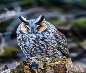 LongEarOwl001